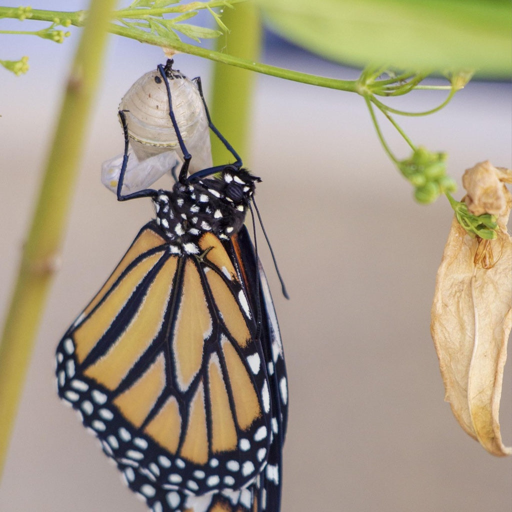 Malachite Tea – An Enchanted, Crystal Infused Tea of Transformation